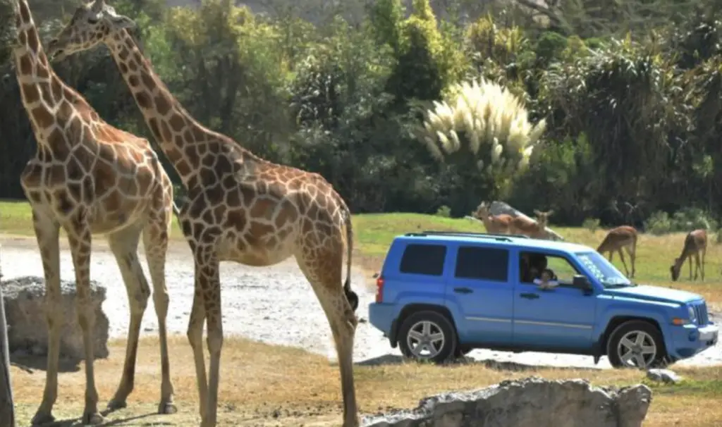 Africam Safari- Puebla