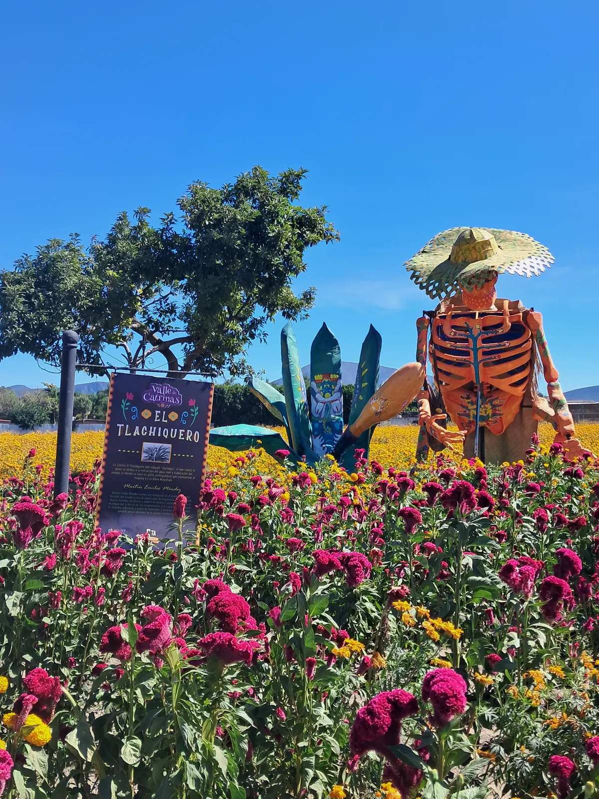 Calavera monumental de El Tlachiquero de pie en un campo de cempasúchil y flores de terciopelo, en el Valle de Catrinas de Atlixco en 2025