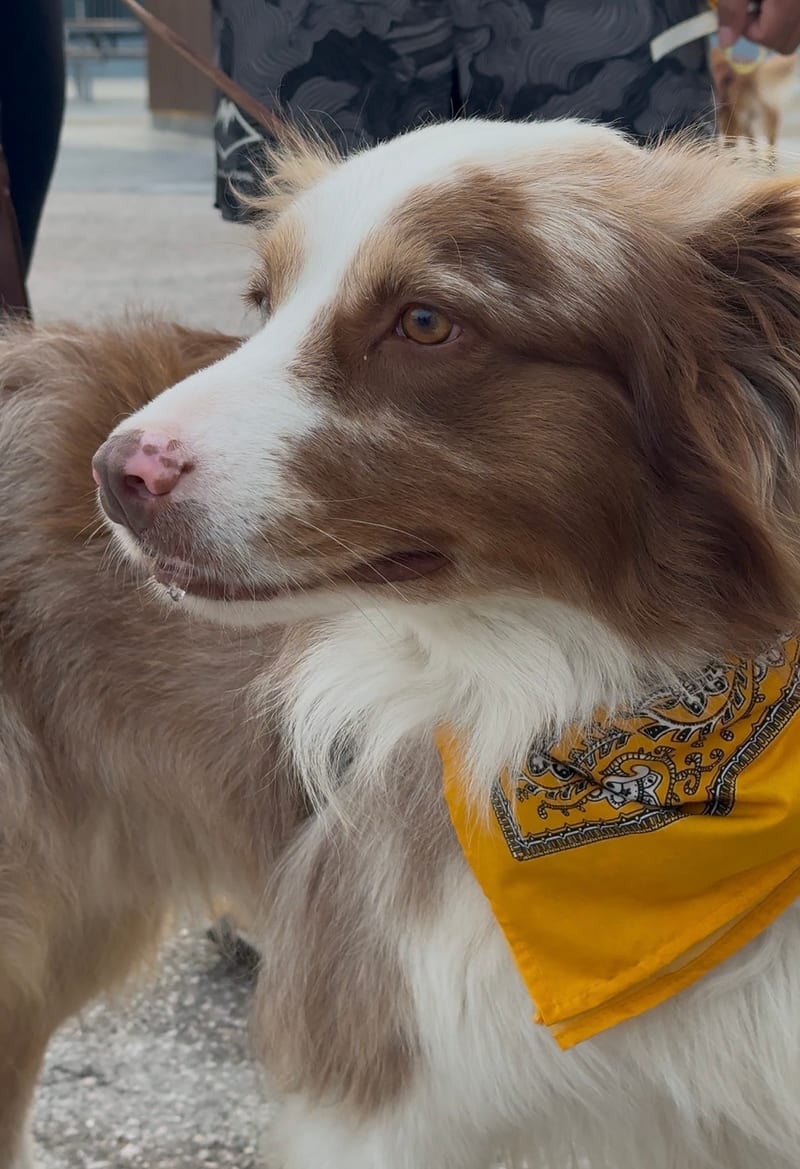 Perro con pañoleta amarilla de la Yellow Run Tagers 2026 en el Parque Sendela