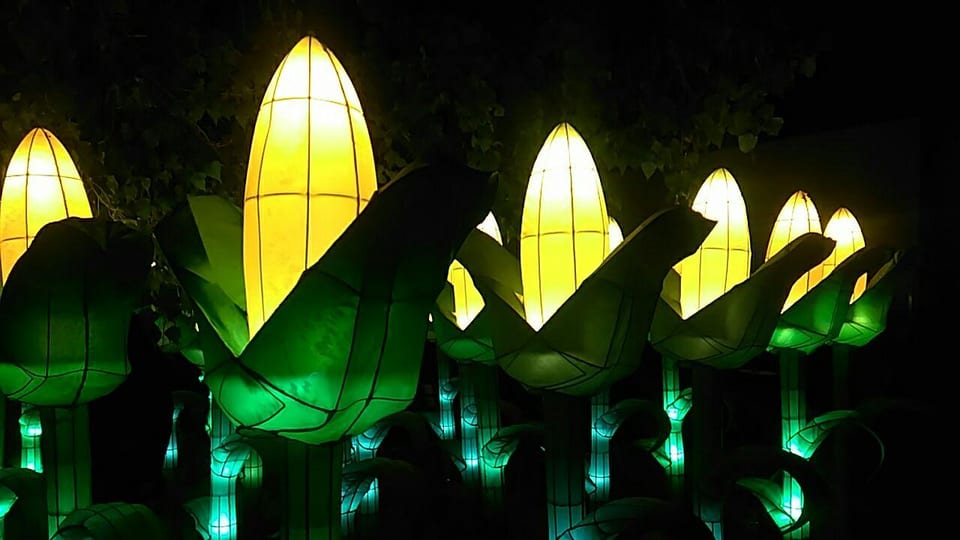 Mazorcas gigantes de luz amarilla y verde en la Villa Iluminada de Atlixco, enero de 2020