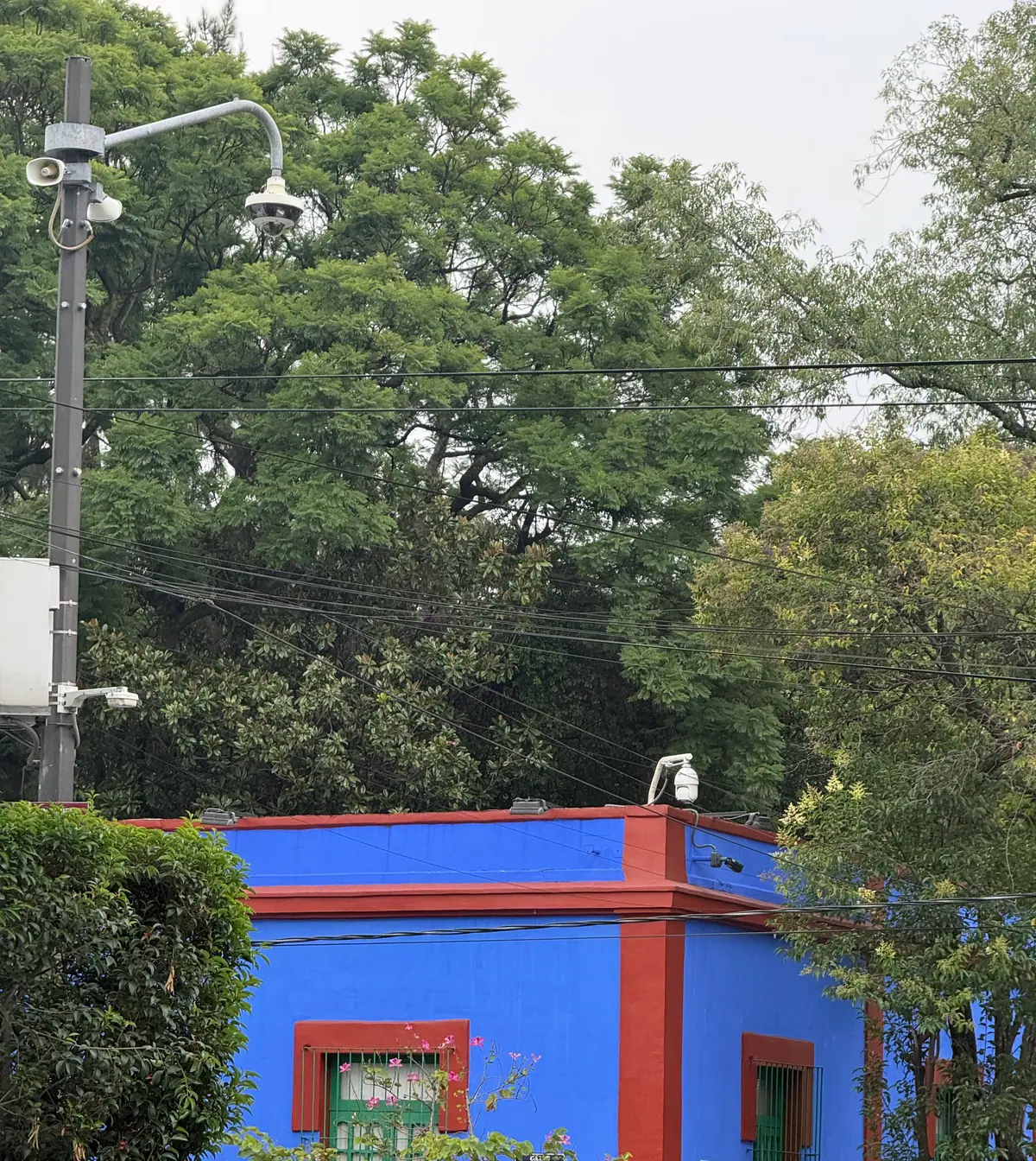 La esquina de la Casa Azul, el Museo Frida Kahlo, con sus muros azul cobalto, marcos rojos y ventanas verdes, bajo árboles altos