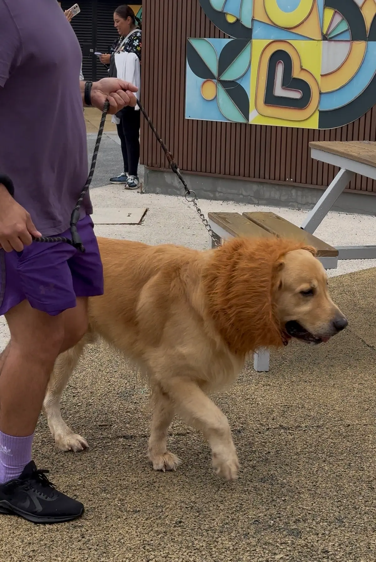 Golden retriever con melena de león
