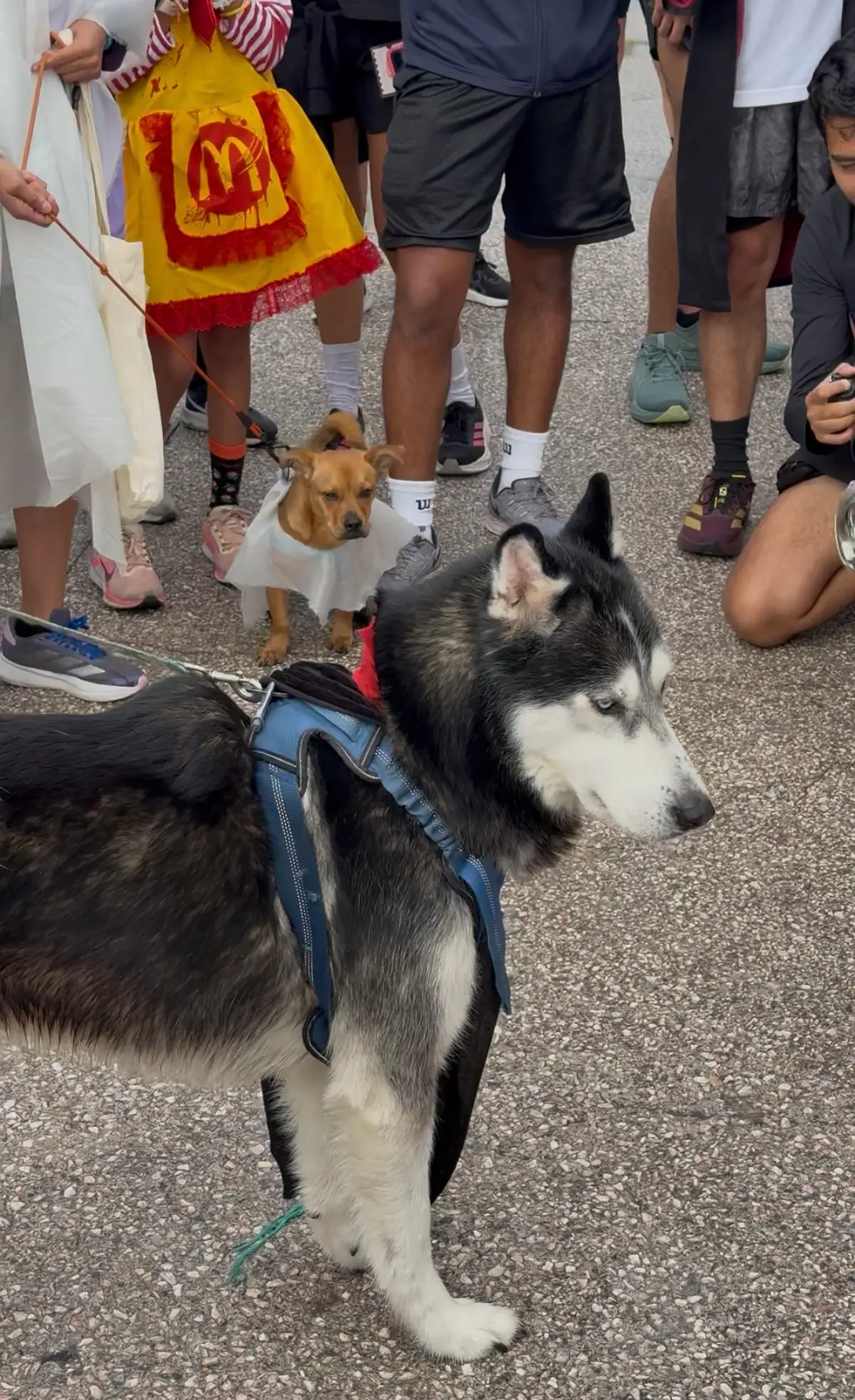 Husky con arnés azul entre los participantes