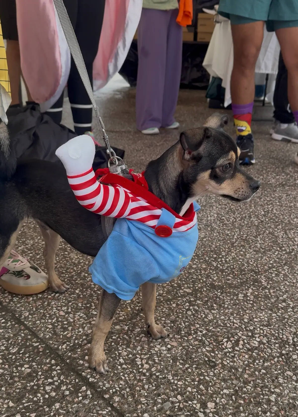 Perro disfrazado de Chucky, con overol azul y playera de rayas