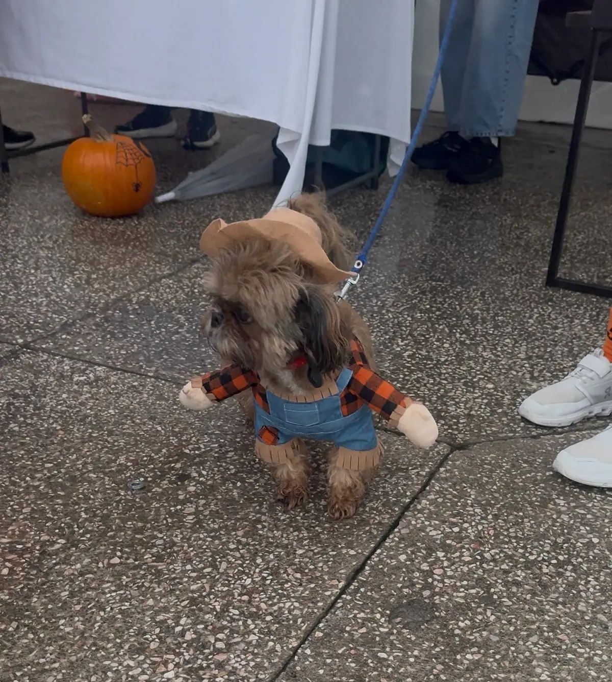 Perro con sombrero de paja y camisa a cuadros, disfrazado de espantapájaros