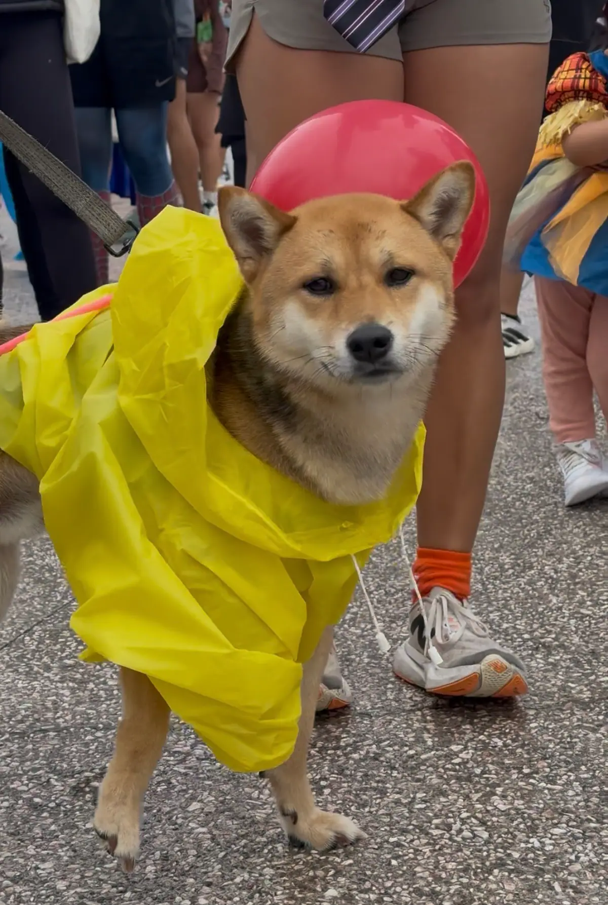 Perro shiba con impermeable amarillo y un globo rojo