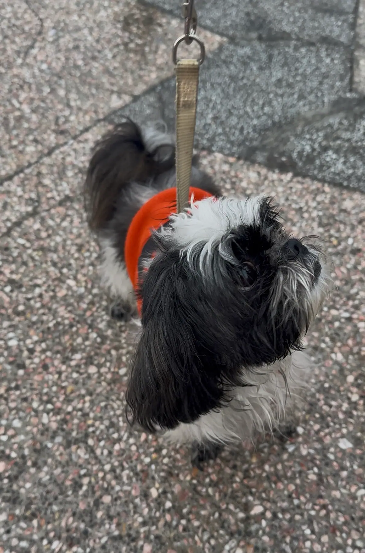 Perro pequeño de pelo blanco y negro con pañoleta naranja