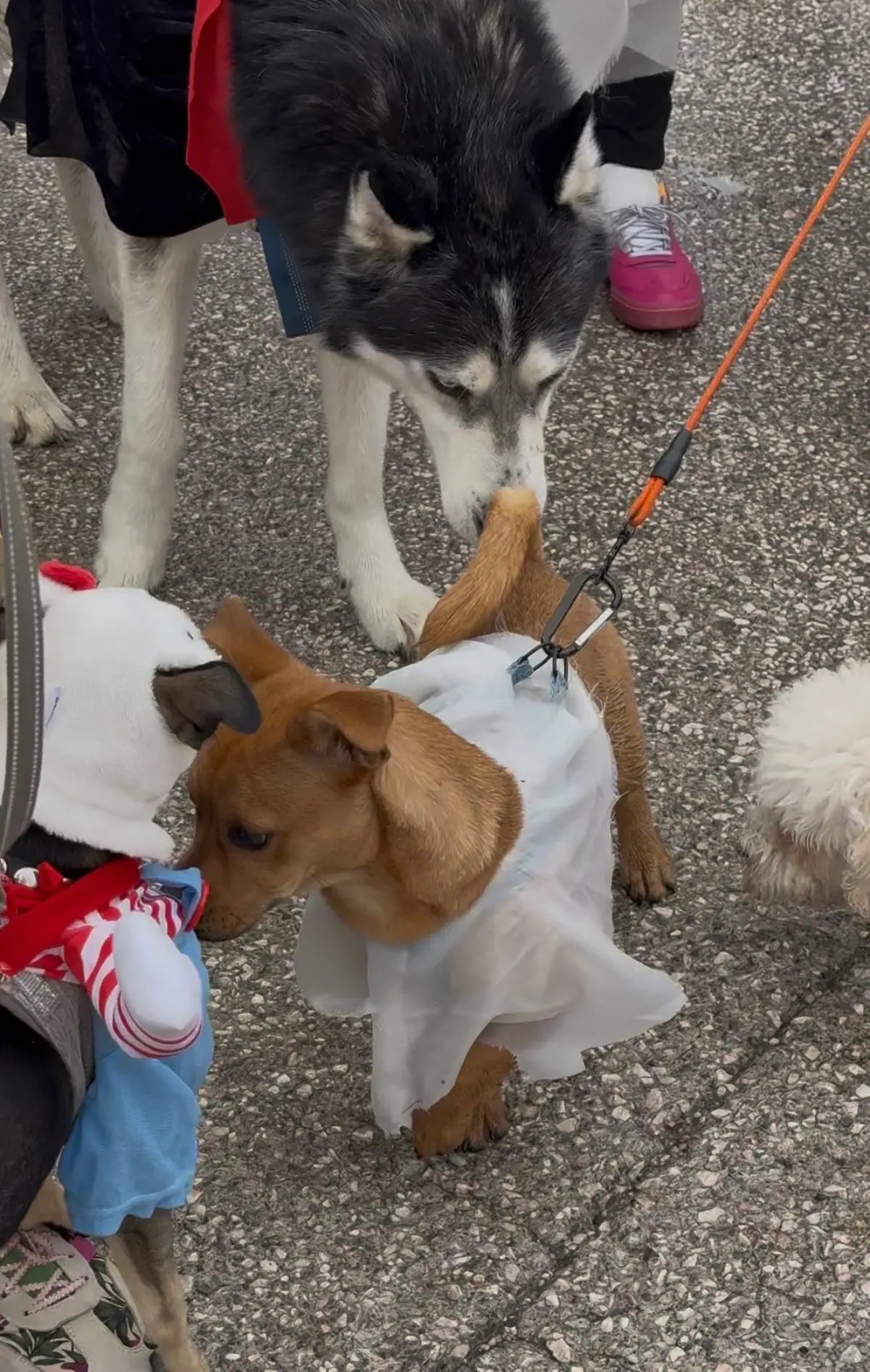 Perros disfrazados se saludan durante la Spooky Run